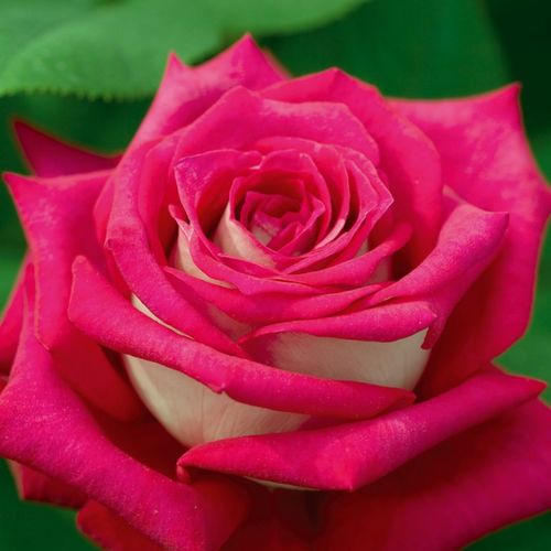 Vendita, rose rose ibridi di tea - rosa - Rosa Monica Bellucci® - rosa intensamente profumata - Alain Meilland - ,-